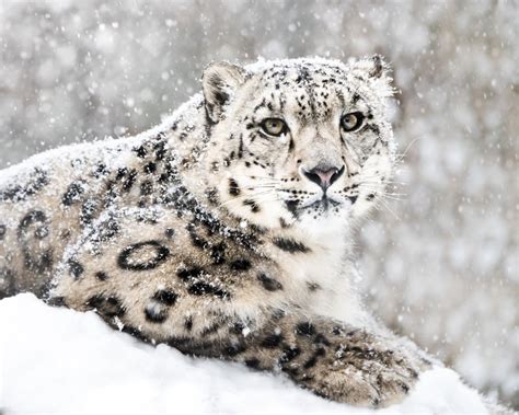 Snow Leopard Populations Are Finally Making a Comeback - Goodnet