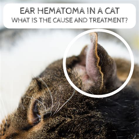 Ear hematoma in a cat - What is the cause and treatment?