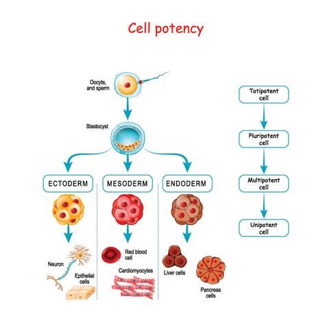 Stem Cell - The Definitive Guide | Biology Dictionary