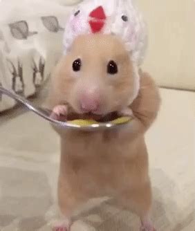 hamster gifs | WiffleGif