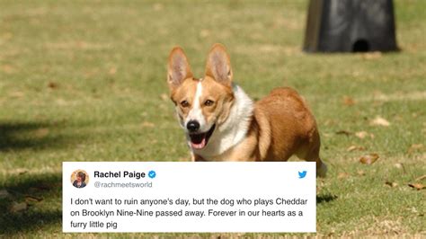 20 Tweets Mourning Cheddar The Dog From 'Brooklyn Nine-Nine' That Will ...