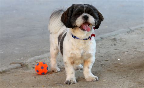 Shih Lhasa Apso - Photos All Recommendation