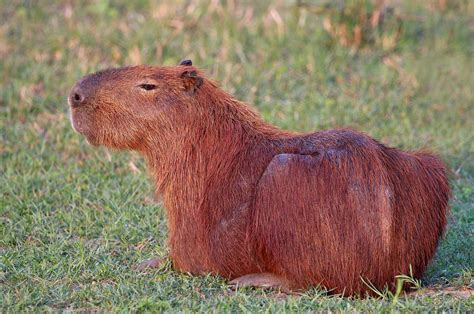 The Hairy Truth | A Moment of Science - Indiana Public Media