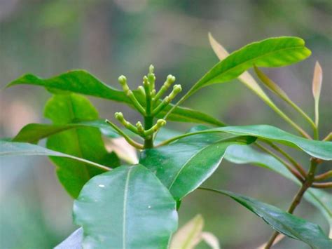 How to Grow Cloves | Growing Spices | Garden ideas to make, Clove plant ...