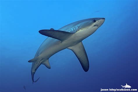 Pelagic thresher shark | Thresher shark, Shark, Shark pictures