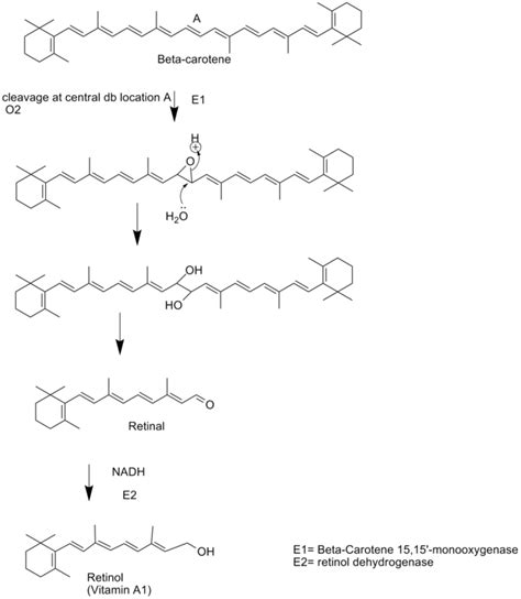 Difference Between Vitamin A and Beta Carotene | Definition, Facts, Role and Differences