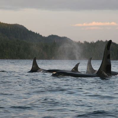 Orca Conservation | You Can Help Save The Orcas