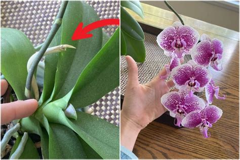 How to Get Your Orchid to Re-Bloom