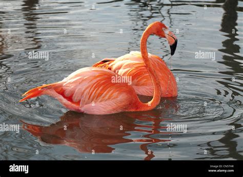 American Flamingos feeding Stock Photo - Alamy