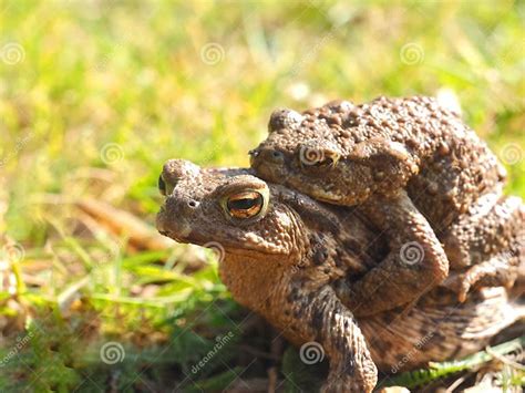 Mating Couple of European Common Toads - Frog Woman Carries Man on Her Back Stock Image - Image ...