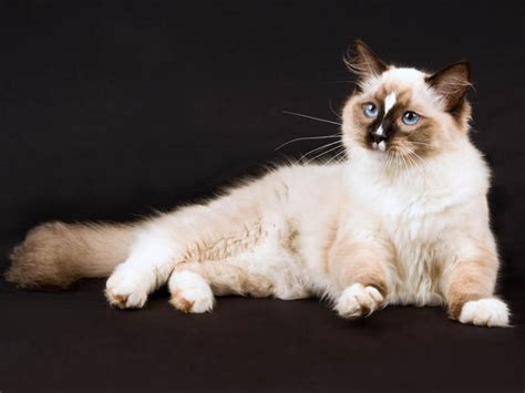 Photos chat Ragdoll, photos de chats de race Ragdoll - Wamiz