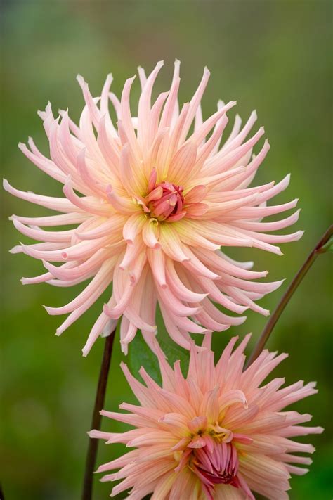 Sarah Raven’s favourite varieties of Dahlia | Homes & Gardens | Dahlia ...