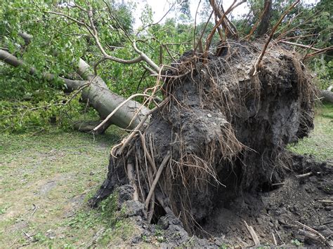 Derecho Storm Damage in Chicago 2020 | Chicago, Illinois. US… | Flickr