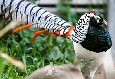 Lady Amherst Pheasant — Blue Creek Aviaries