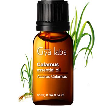 Shop Gya Labs' Calamus Essential Oil: Experience Its Natural Benefits