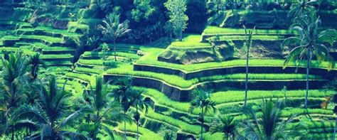 Full Day Ubud Tour Packages Services | Bali Ventur