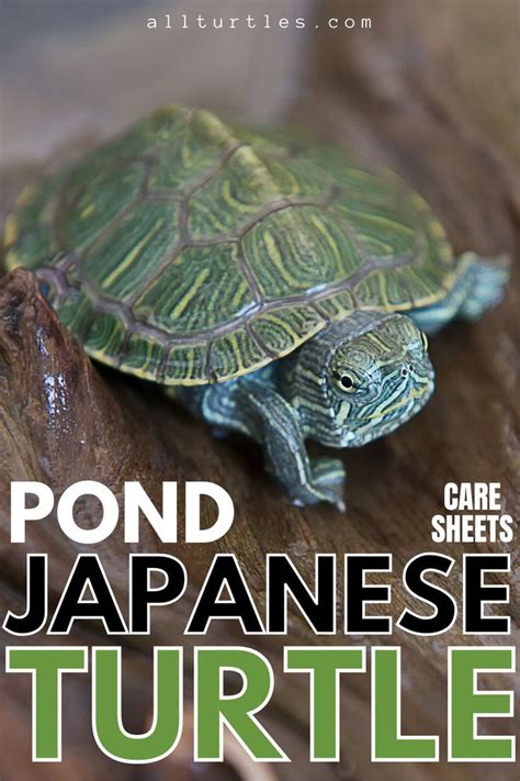 Japanese Turtle (Japanese Pond Turtle) Care Sheets (Family, Genus, Binomial Name, Size, Lifespan ...