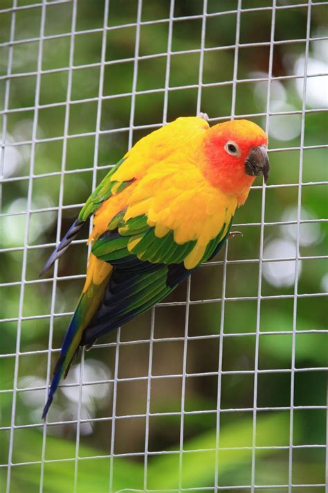 Top 25 Sun Conure Names: How to Name a Sun Conure, Care Tips and Tricks – All About Breeds