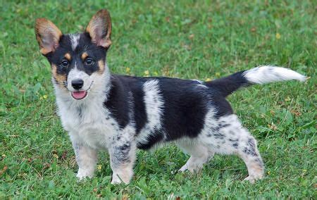 Arya the Corgi Mix | Corgi mix, Corgi, Corgi mix puppies