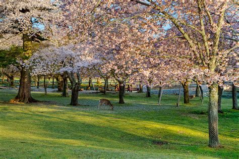 Nara Cherry Blossoms - Inside Kyoto