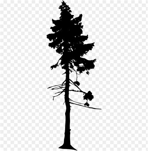 Free download | HD PNG free download old tjikko oldest tree PNG transparent with Clear ...