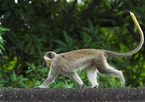 The 10 Best Barbados Wildlife Reserve Tours & Tickets 2020 | Viator