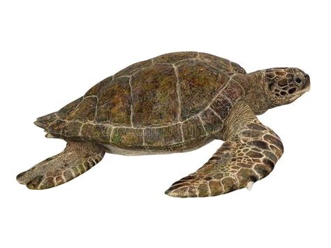 Sea Turtle Isolated. On white background. 3D render royalty free illustration | Turtle, Sea ...