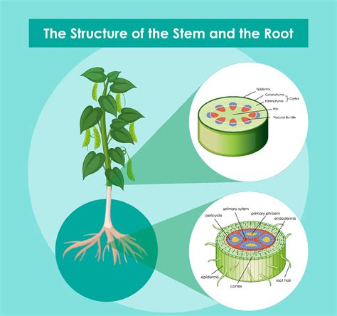 Diagram showing the structure of the stem and the root 6772168 Vector ...