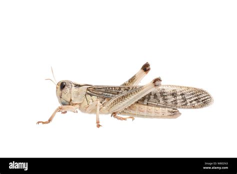 Migratory locust Cut Out Stock Images & Pictures - Alamy