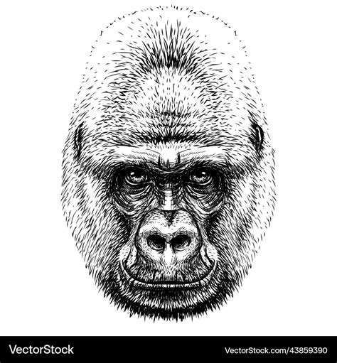 Gorilla graphic sketch portrait of a Royalty Free Vector