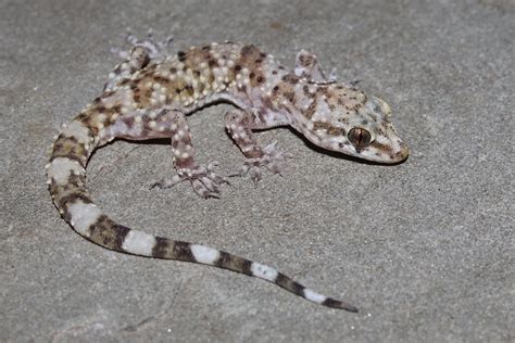 Mediterranean House Gecko (Specs Leon springs) · iNaturalist