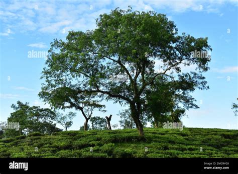 A tea garden in India Stock Photo - Alamy