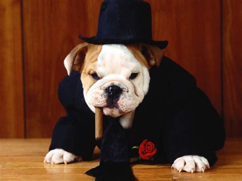 boss dog - Google Search | Bulldog, Bulldog costume, English bulldog costume