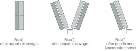 High quality secondary F(ab) & F(ab')2 antibody fragments | Abcam