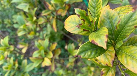 Why Your Gardenia's Leaves Are Turning Yellow and How to Fix the Problem