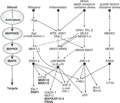 MAPK signaling pathways. MAPK signaling pathways are organized in... | Download Scientific Diagram