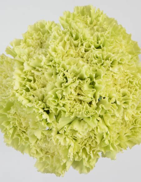 Carnations Natural Green