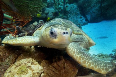 The Aquarium of the Pacific celebrates 20 years of nationally-recognized work in ocean ...