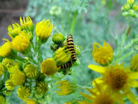 Tansy Ragwort - Senecio jacobaea | All parts of the plant ar… | Flickr