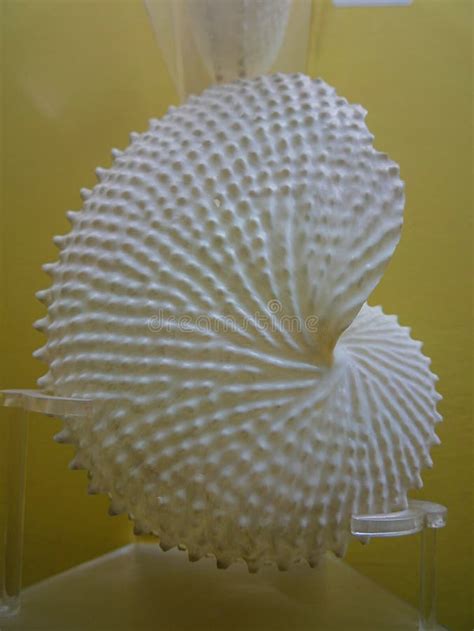 Paper Nautilus Shell in Horniman Museum and Gardens, London, UK ...