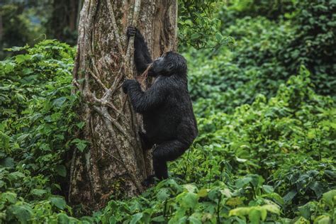 Gorilla Safaris Rwanda | Engagi Safaris