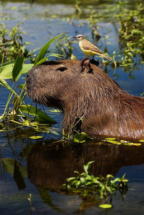 Capybara with a bird on his head | Capybara, Cute animals, Brazil animals