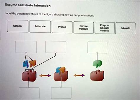 SOLVED: Enzyme Substrate interaction Label the pertinent features of the figure showing how an ...