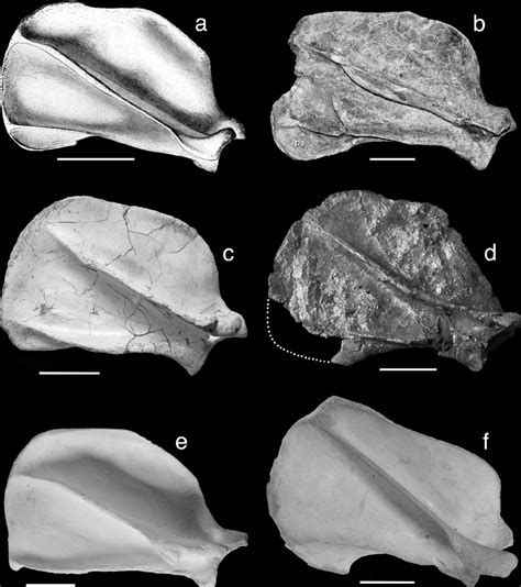 Comparison between right scapulae in lateral view of Magericyon anceps ...