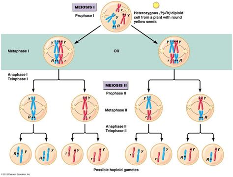 How does independent assortment and crossing over result ... | Pearson education, Cell division ...