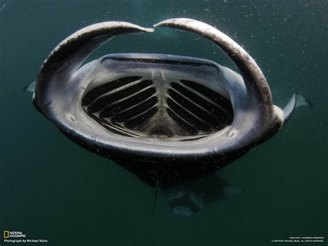 Picture of the Day: The Mouth of the Manta Ray » TwistedSifter