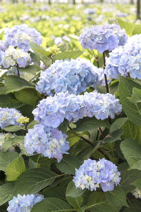 796 best images about Hydrangea-flowering shrub on Pinterest ...