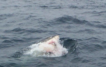 Great White Sharks: Farallon Islands Cage Diving 1 Day Trips