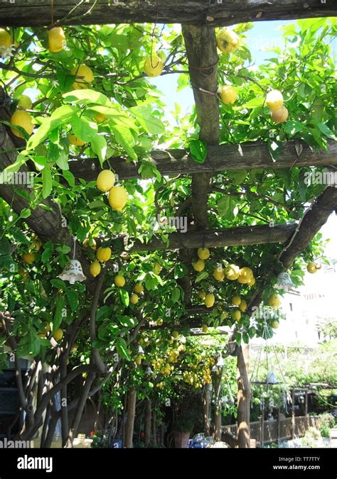 LEMON TREES WITH AMNY LEMONS GROWING ON THEM, AMALFI, AMALFI COAST, ITALY Stock Photo - Alamy