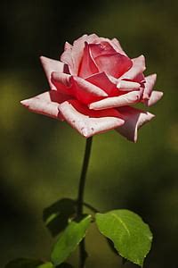 Royalty-Free photo: Closeup photo of red rose | PickPik